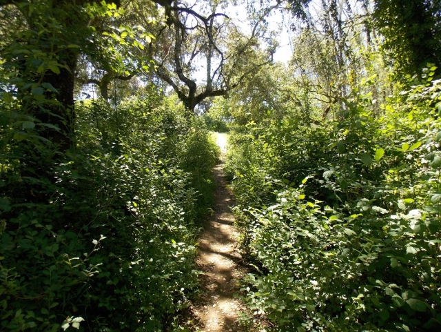  Wanderweg im üppigen Wald 
