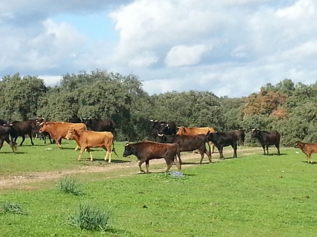  Cows 