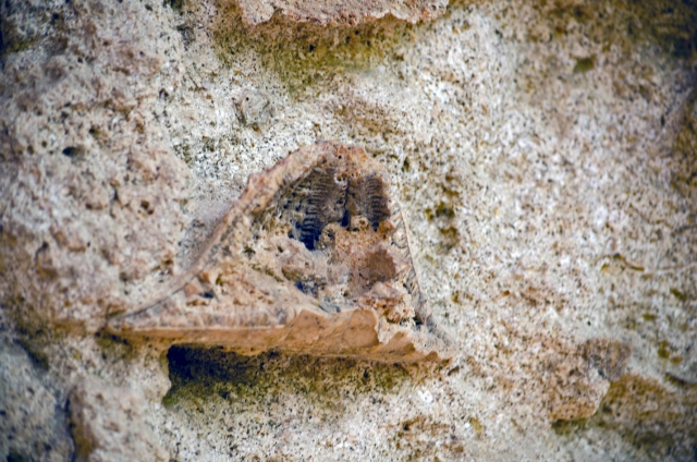  Hedgehog 