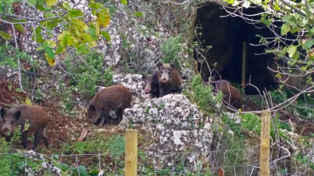  Wild Boar 
