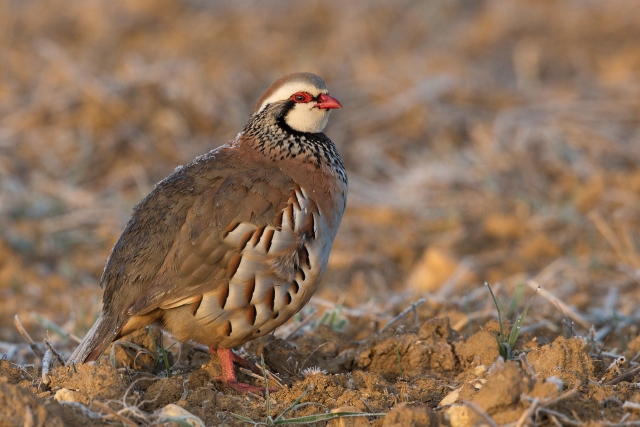  Red Partridge