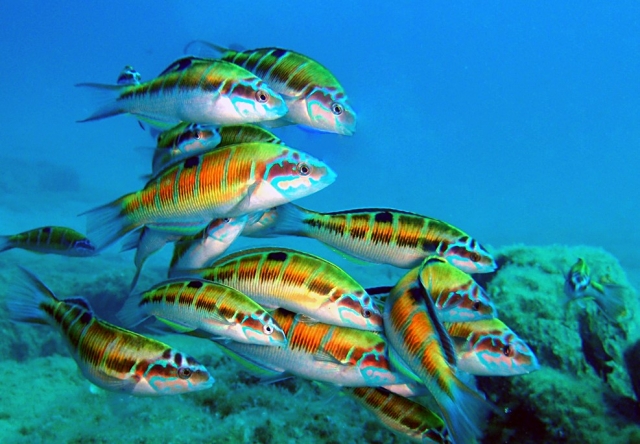  Peixes coloridos no fundo 