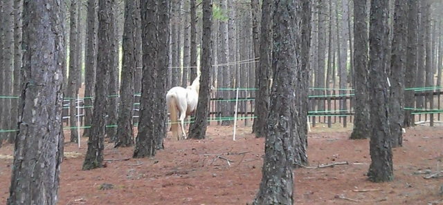 caballos