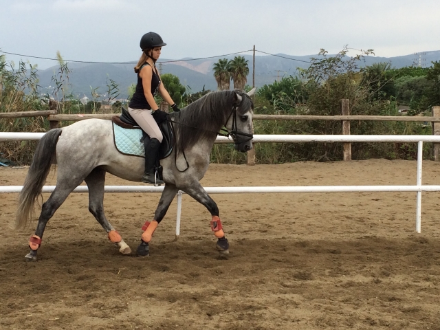  Corsi di equitazione 