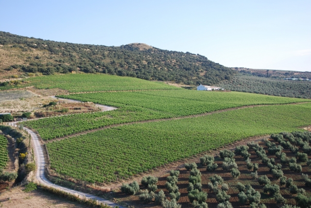 Los vinedos verdes