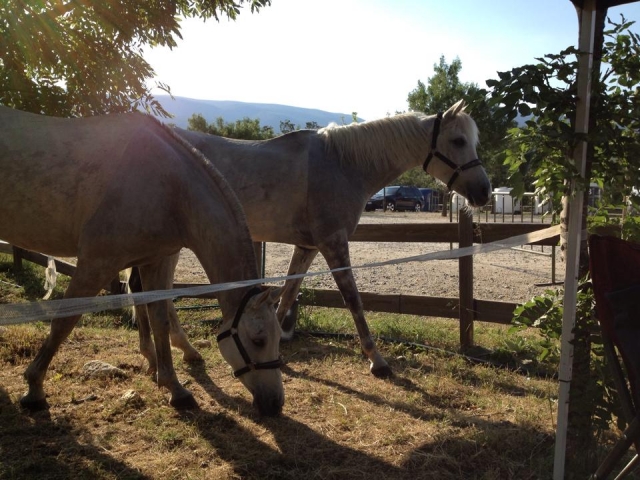 Algunos caballos