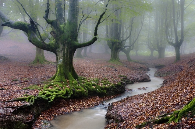 Bosque vasco