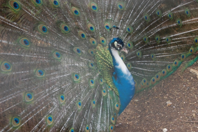  Pfau 