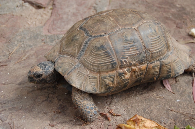  Schildkröten 