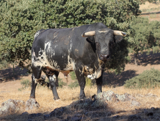 el toro bravo en todo su esplendor