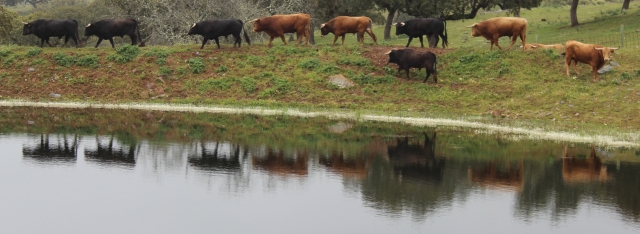 Reses junto al agua