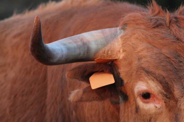 Toro de cerca
