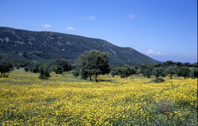 El campo florece
