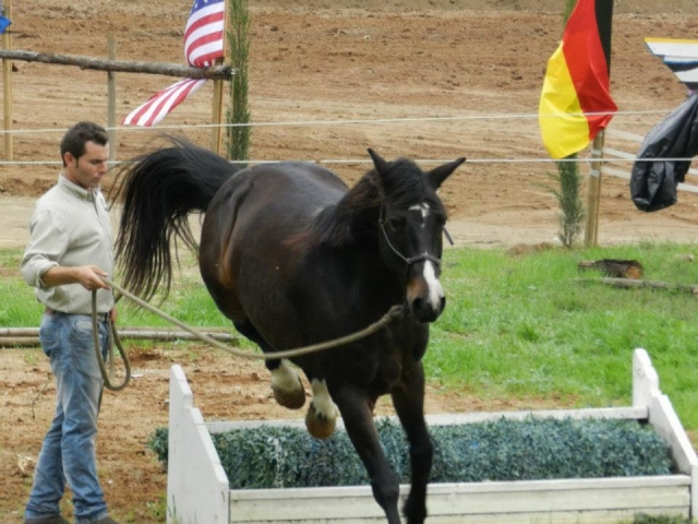  horse riding competition 