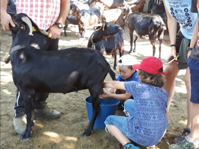 Aprendiendo a extraer leche de la cabra