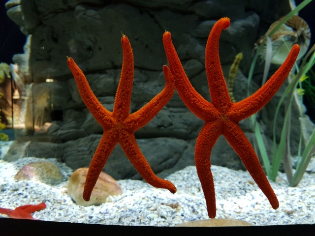  Coppia di stelle marine 