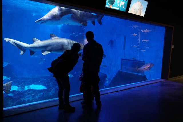  Oceanario con pubblico 