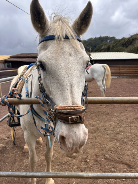 Opinión de Chaxiraxi sobre Cabalgamarra en La Laguna para principiantes 1 h