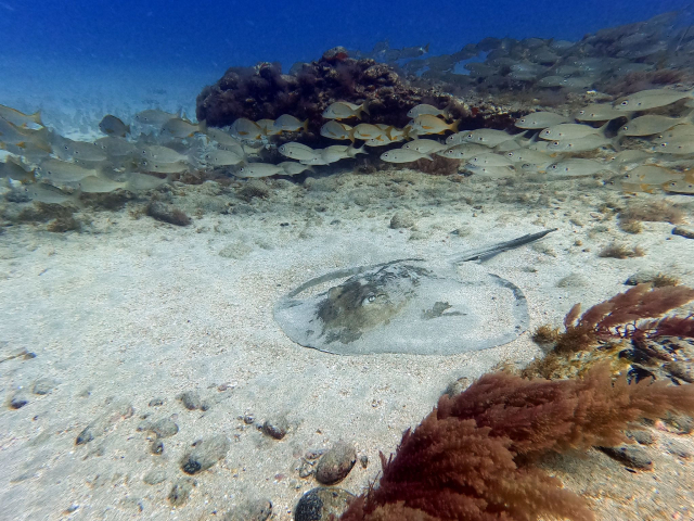 Ammira il fondo del mare 