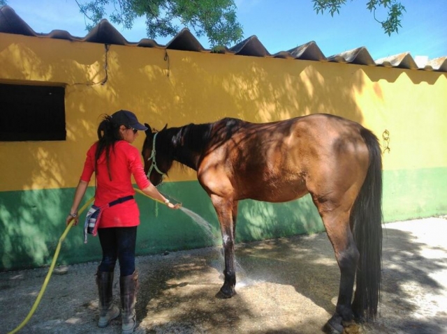 Aseando al equino en Madrid