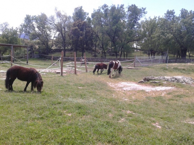 Caballos de la finca de Miraflores