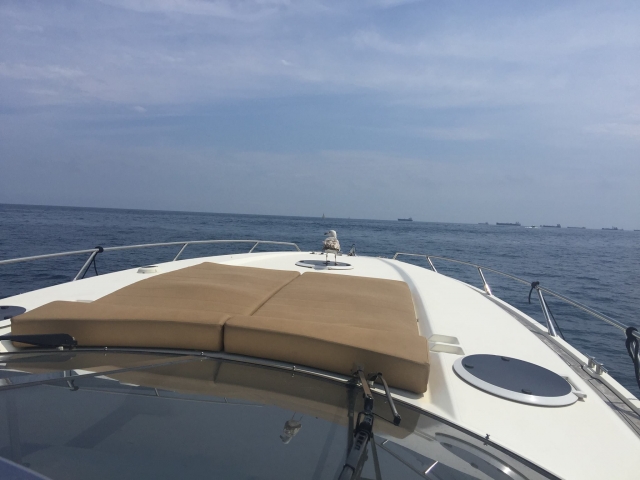  Seagull on deck 
