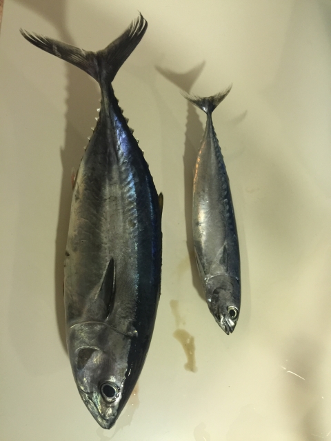 Fish 