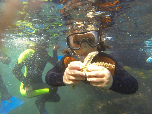  conhecer a estrela do mar 