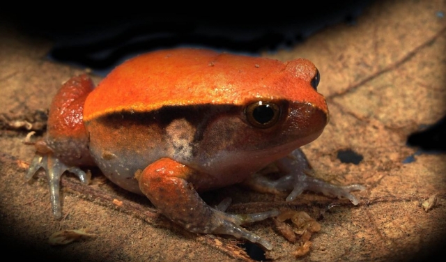 descubre nuestras ranas