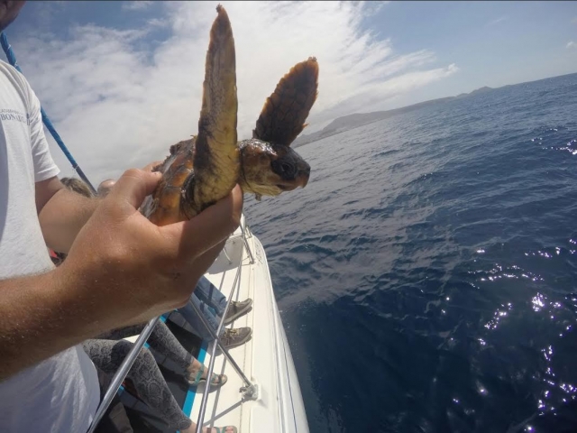  抱着海龟 