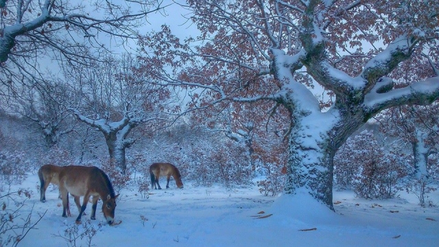 paleolitico en invierno