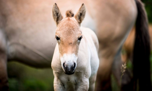 los peques del safari
