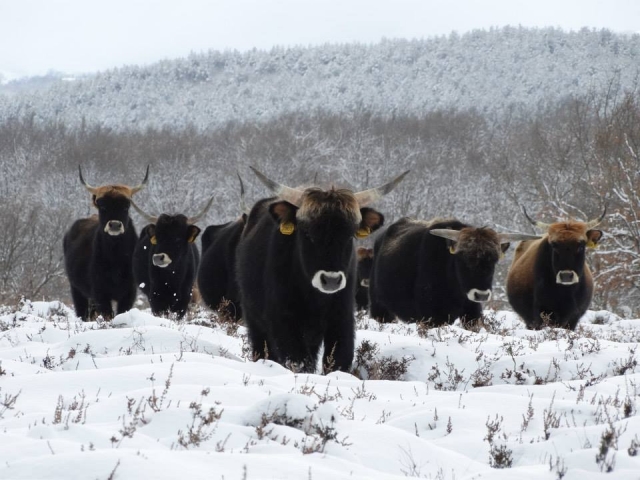 viaje a la prehistoria