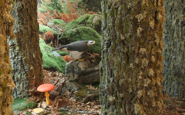  Découpe de la salle FORÊT 