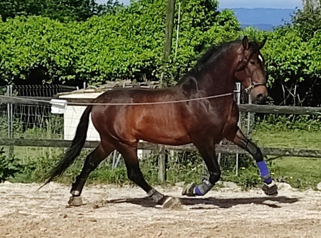 Nuestros caballos