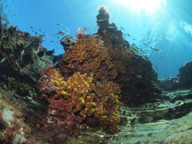 contempla la belleza de los corales