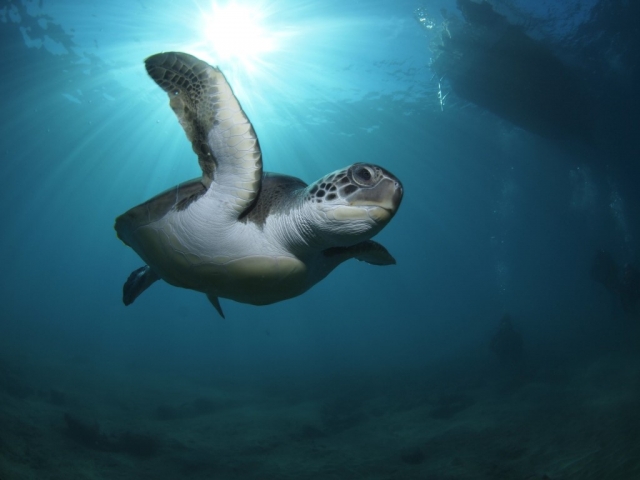 el nado de la tortuga marina