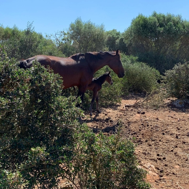 Caballos pastando plácidamente