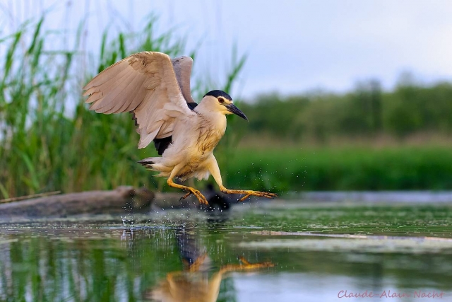 Martinete bird watching 
