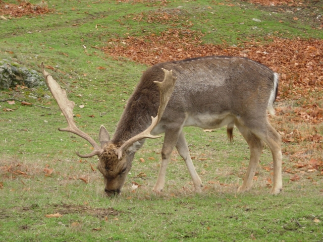 Fauna 