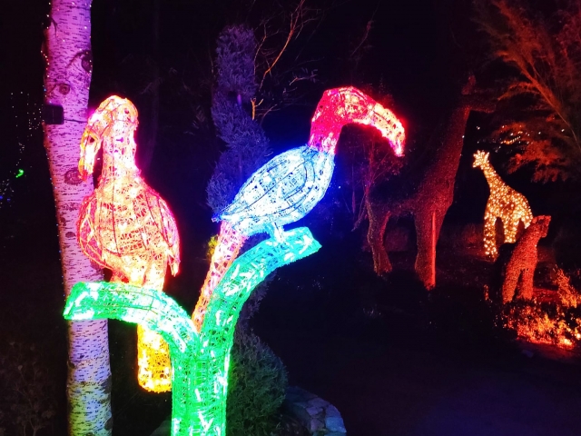 Tucán iluminado