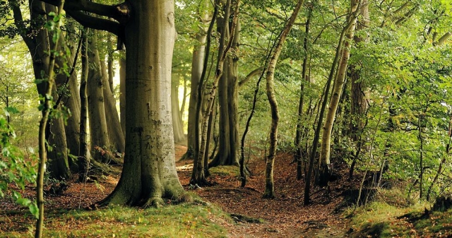 Los mejores bosques