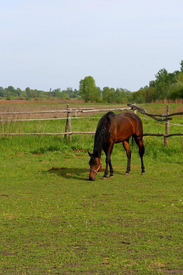 En el campo