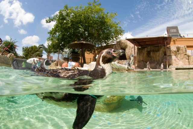 Pinguini in un habitat adatto 