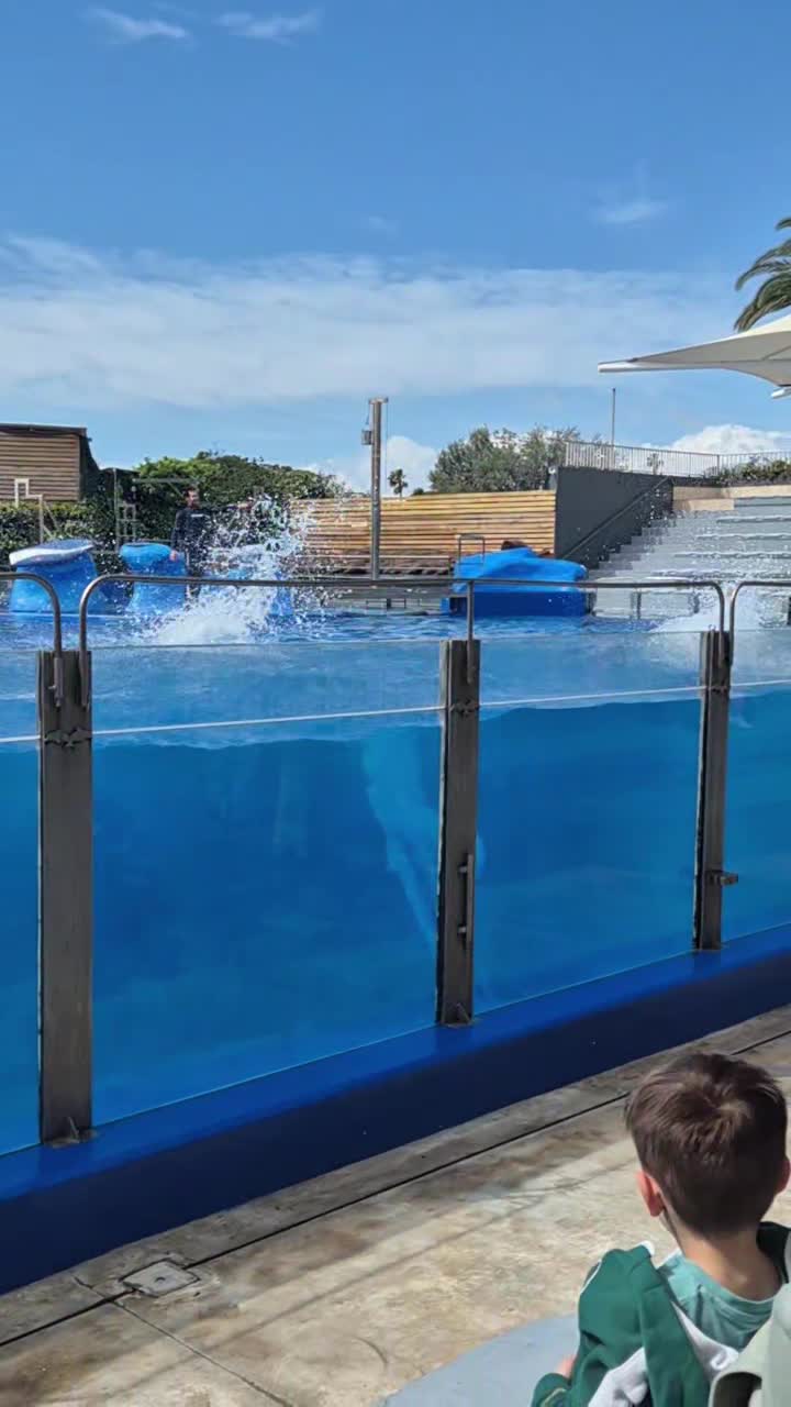 res_o-66613-parques-zoologicos_de_tracy-nzengo_17755057384131.mp4