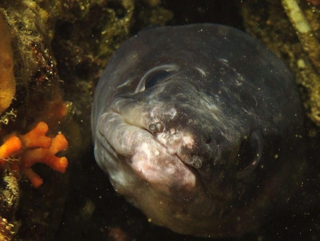  海底物种 