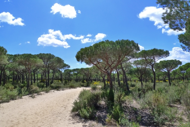  Forest area in Donana 