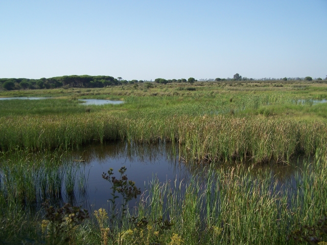  Lagoon in the Donana natural park 