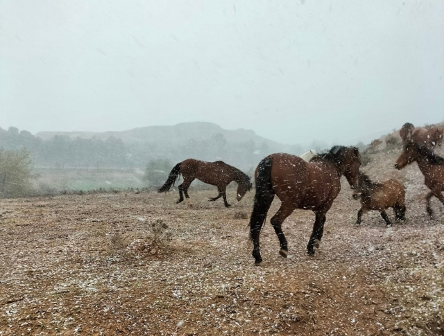  I nostri cavalli si divertono durante la nevicata 