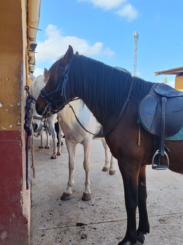 Opinión de Zaida sobre Excursión de 1 hora a caballo por la Costa Blanca